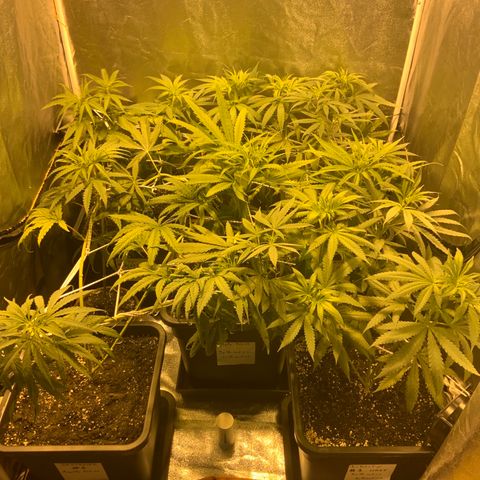 Destroyer  #1 growlog timeline photo