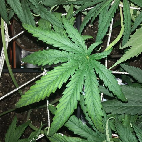 Destroyer  #1 growlog photo: Feuille malade
Rinçage racinaire à l’eau claire