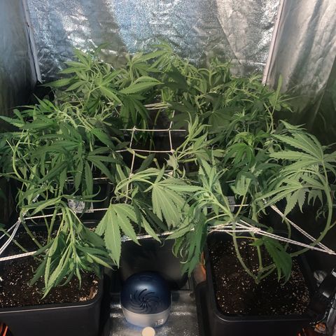 Destroyer  #1 growlog photo: Annulation du scrog, repassage sur palissage traditionnel 