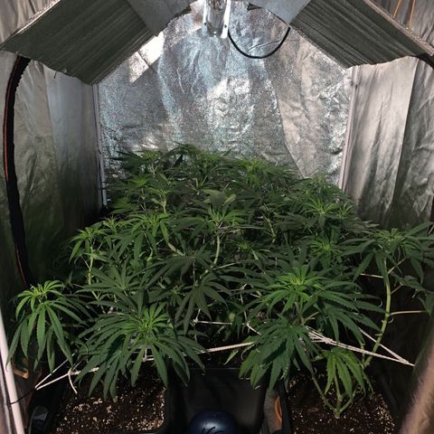 Destroyer  #1 growlog timeline photo