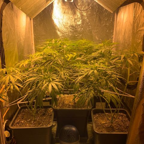 Destroyer  #1 growlog timeline photo