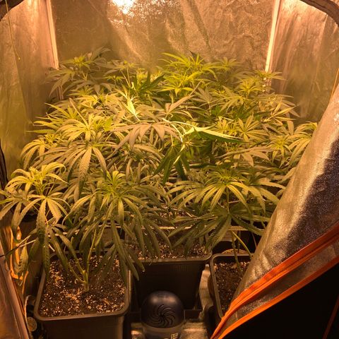 Destroyer  #1 growlog timeline photo