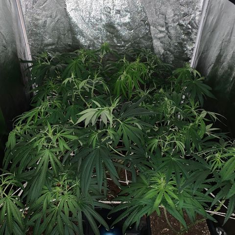 Destroyer  #1 growlog timeline photo