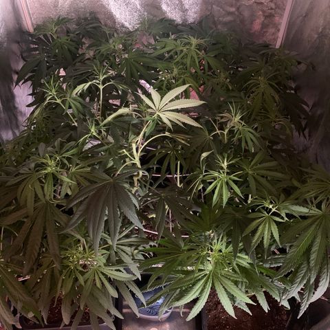 Destroyer  #1 growlog timeline photo