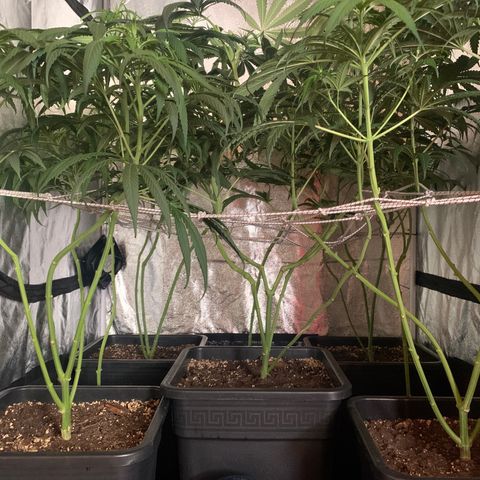 Destroyer  #1 growlog timeline photo
