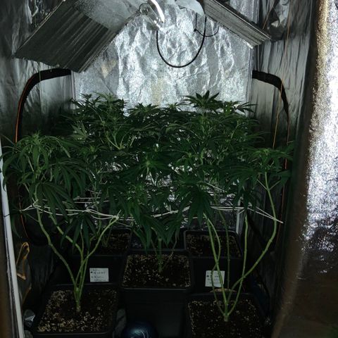 Destroyer  #1 growlog timeline photo