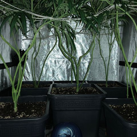 Destroyer  #1 growlog timeline photo