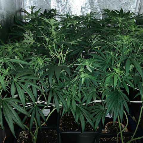 Destroyer  #1 growlog timeline photo