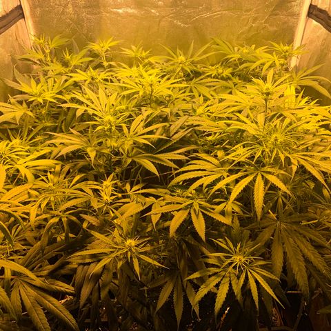 Destroyer  #1 growlog timeline photo