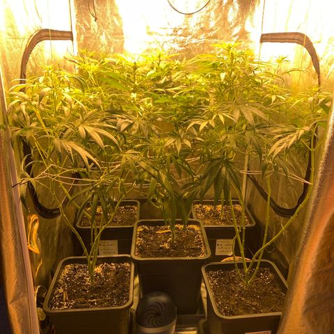 Destroyer  #1 growlog timeline photo