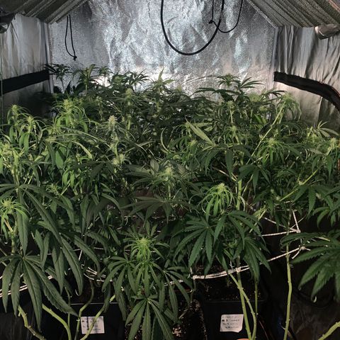 Destroyer  #1 growlog timeline photo