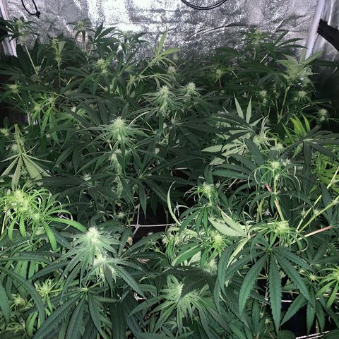 Destroyer  #1 growlog timeline photo