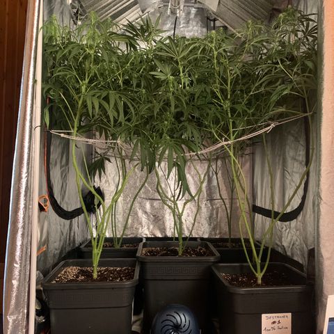 Destroyer  #1 growlog timeline photo