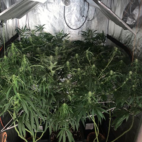 Destroyer  #1 growlog timeline photo