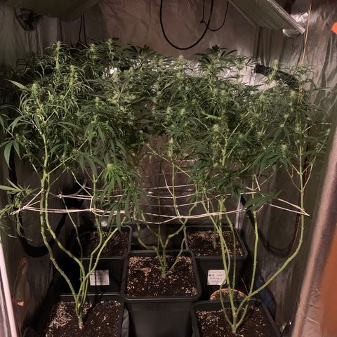 Destroyer  #1 growlog timeline photo
