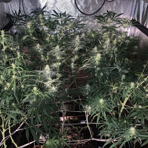 Destroyer  #1 growlog timeline photo