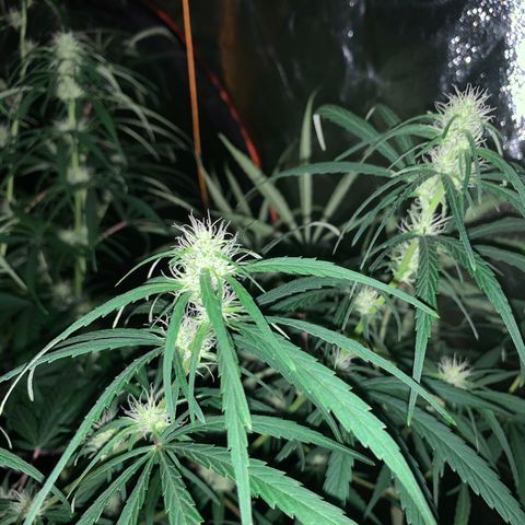 Destroyer  #1 growlog timeline photo