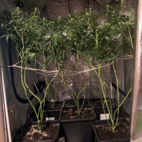 Destroyer  #1 growlog timeline photo