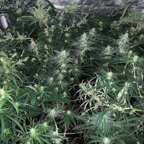 Destroyer  #1 growlog timeline photo