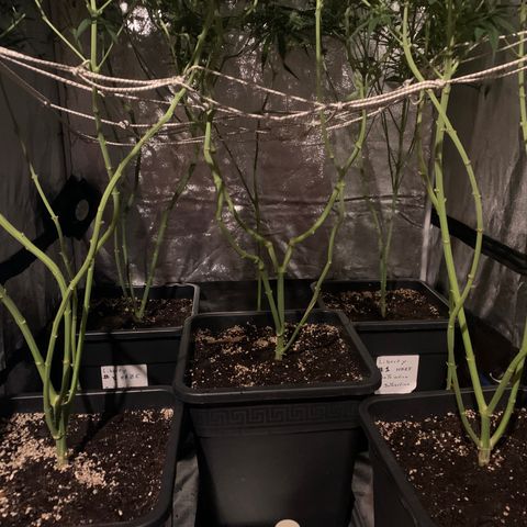 Destroyer  #1 growlog timeline photo