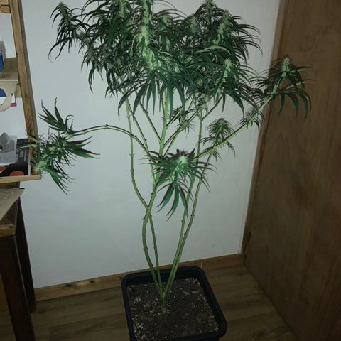 Destroyer  #1 growlog timeline photo