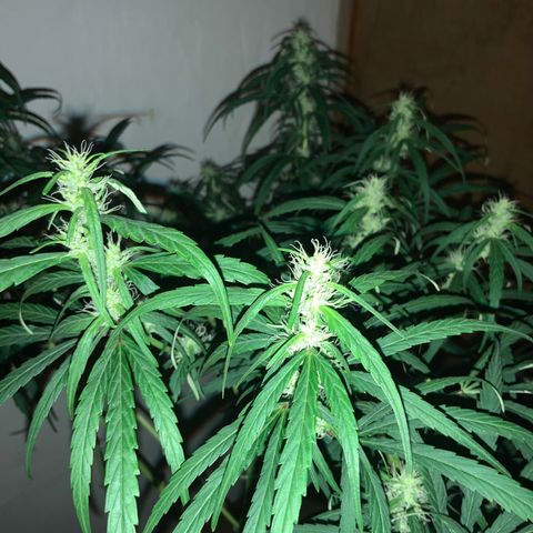 Destroyer  #1 growlog timeline photo