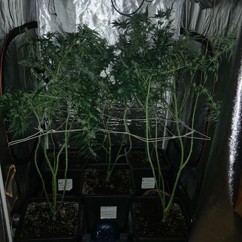Destroyer  #1 growlog timeline photo
