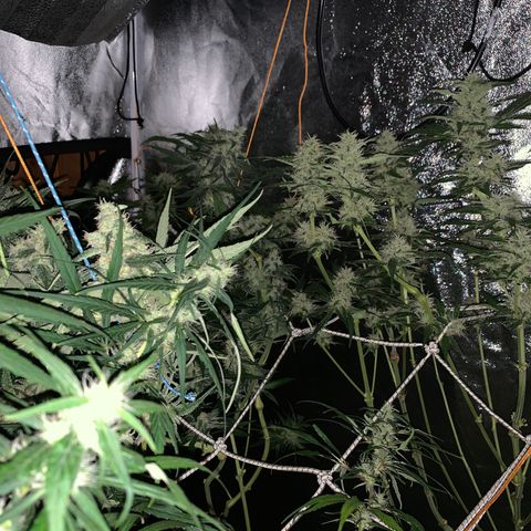 Destroyer  #1 growlog timeline photo