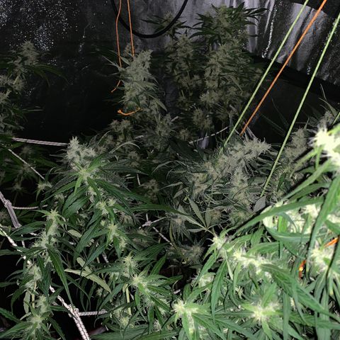 Destroyer  #1 growlog timeline photo