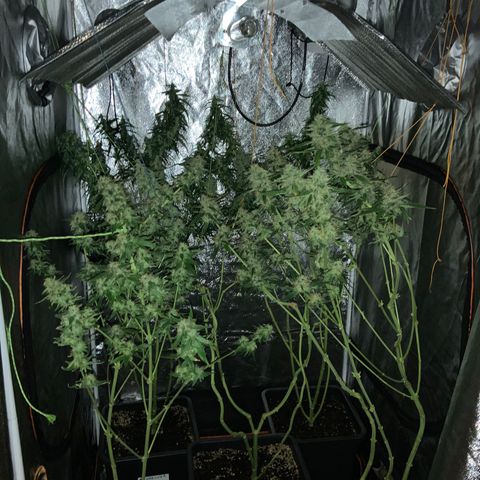 Destroyer  #1 growlog timeline photo