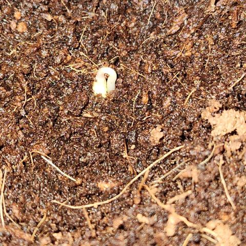 Special Queen growlog timeline photo