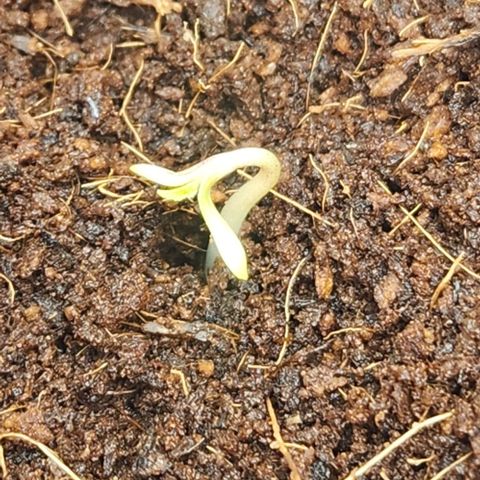 Special Queen growlog photo: Reaching for the light