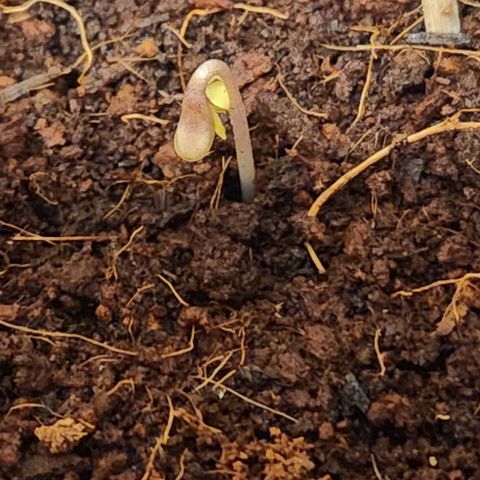 Purple Queen growlog photo: Purple Queen now almost seedling