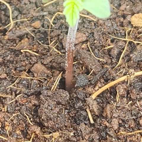 Purple Queen growlog timeline photo