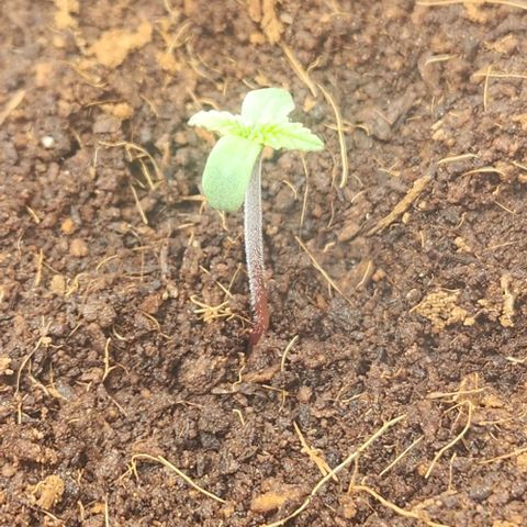 Special Queen growlog timeline photo