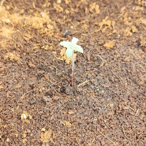 Purple Queen growlog timeline photo