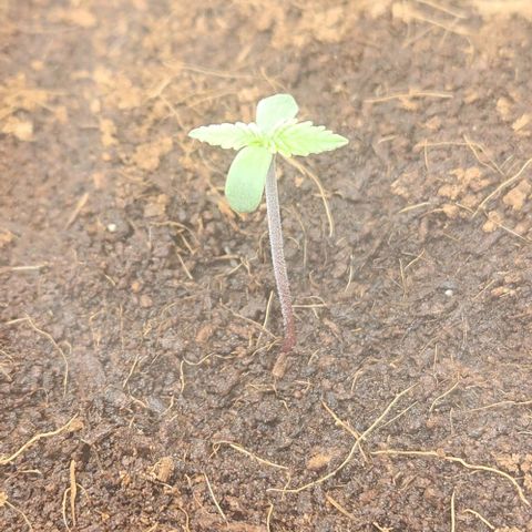 Special Queen growlog timeline photo