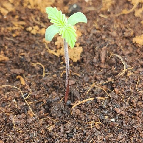 Purple Queen growlog timeline photo