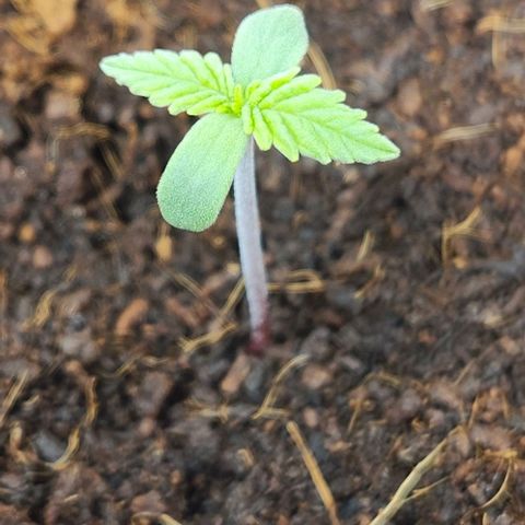 Special Queen growlog timeline photo