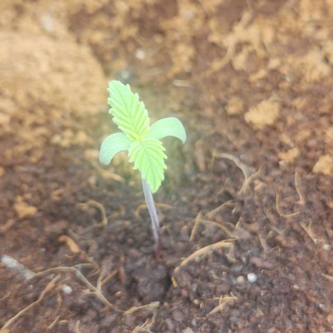 Purple Queen growlog timeline photo