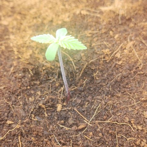 Special Queen growlog timeline photo