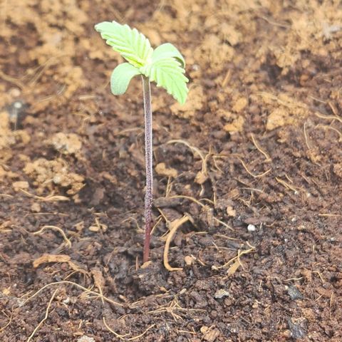 Purple Queen growlog timeline photo