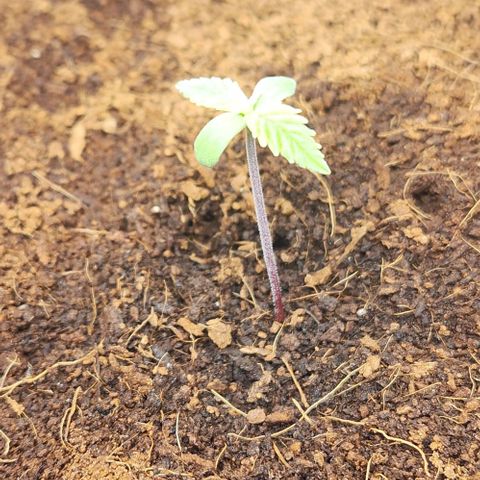 Special Queen growlog timeline photo
