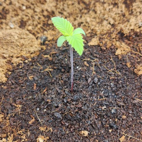 Purple Queen growlog timeline photo