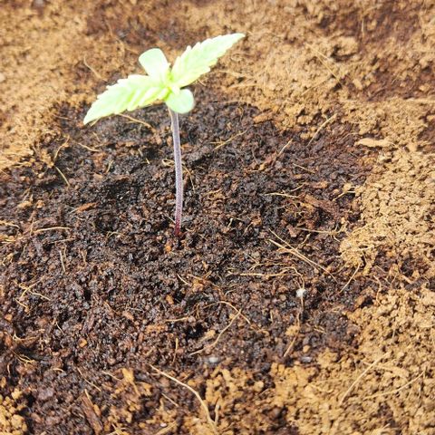 Special Queen growlog timeline photo