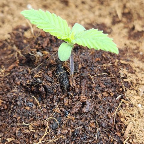 Purple Queen growlog timeline photo