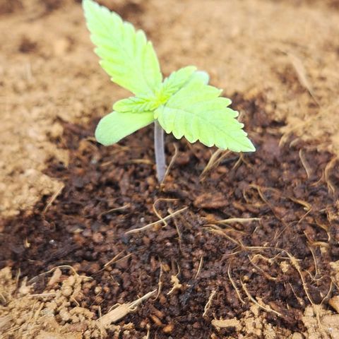 Special Queen growlog timeline photo