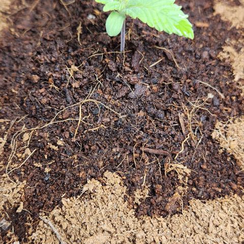 Purple Queen growlog timeline photo