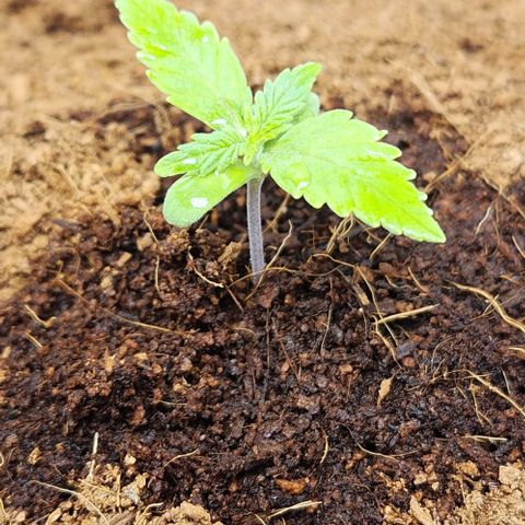 Special Queen growlog timeline photo