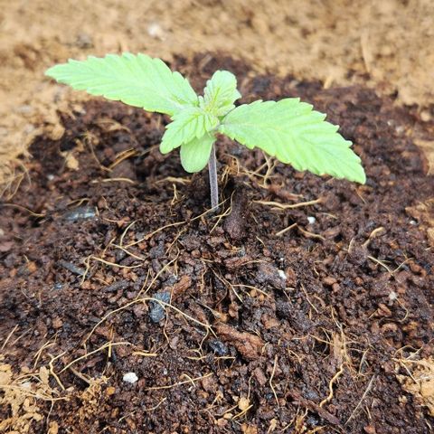 Purple Queen growlog timeline photo